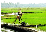 Kuttanad Rice Field